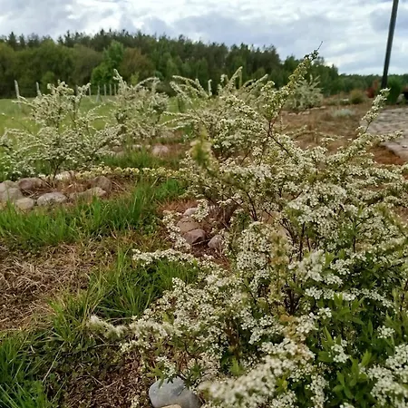 Letniskowy - Lesna Chmurka - Sauna, Bania